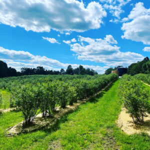 Growing blueberries a part of a ‘healthy aging plan’